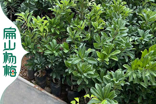 庭院陽(yáng)臺南方天臺上種植楊梅苗 內江TM臺梅東魁白水晶-內江楊梅苗