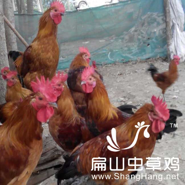 聊城散養笨公雞養殖場(chǎng)