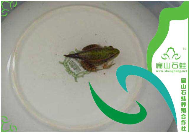 莆田石蛙蝌蚪養殖