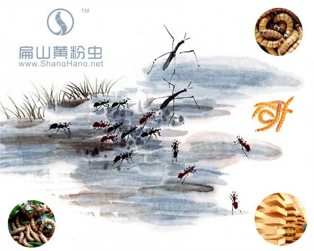 黃粉蟲(chóng)養殖網(wǎng)友情鏈接