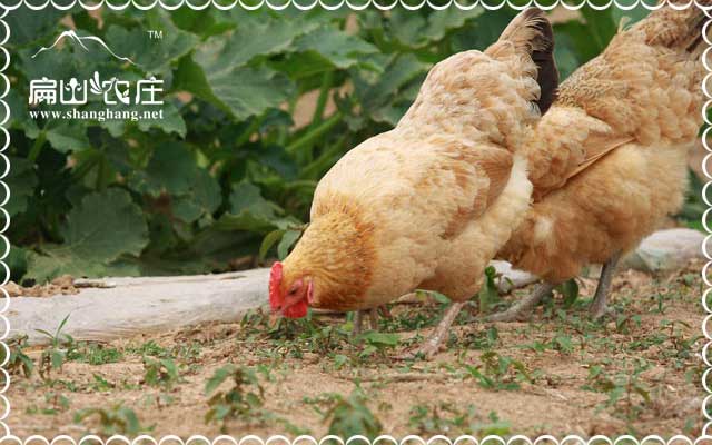 扁山散養土雞苗出貨