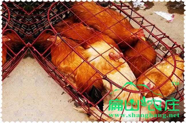 河南雞苗開(kāi)始預定了免費提供養殖技術(shù)