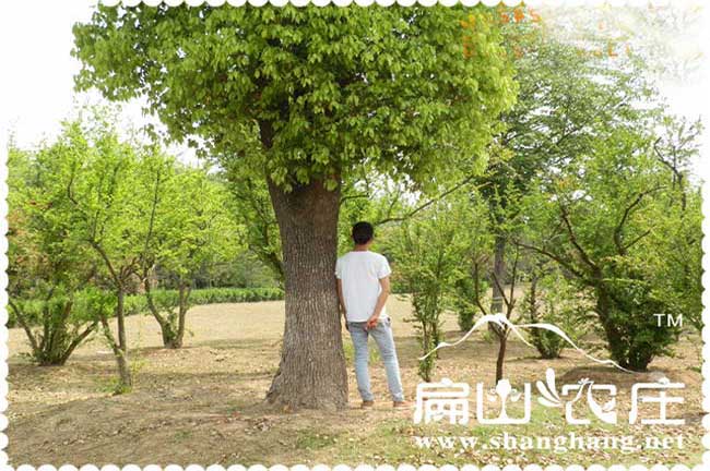 湖南全冠香樟樹(shù)批發(fā)