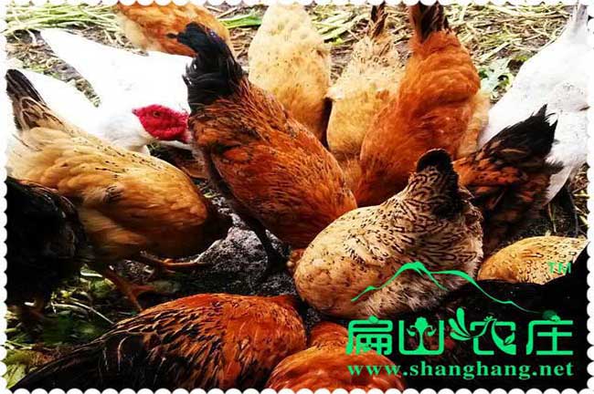 河南?？h袁氏青年雞現有60日齡30000只青年雞出售
