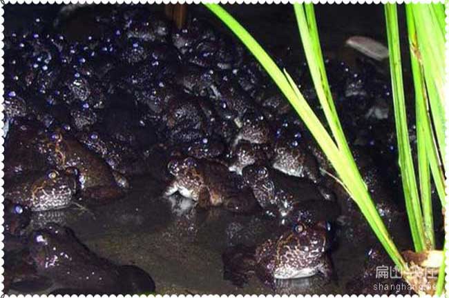 石蛙養殖環(huán)境