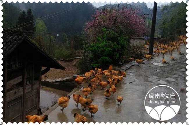 綿陽(yáng)青腳麻苗