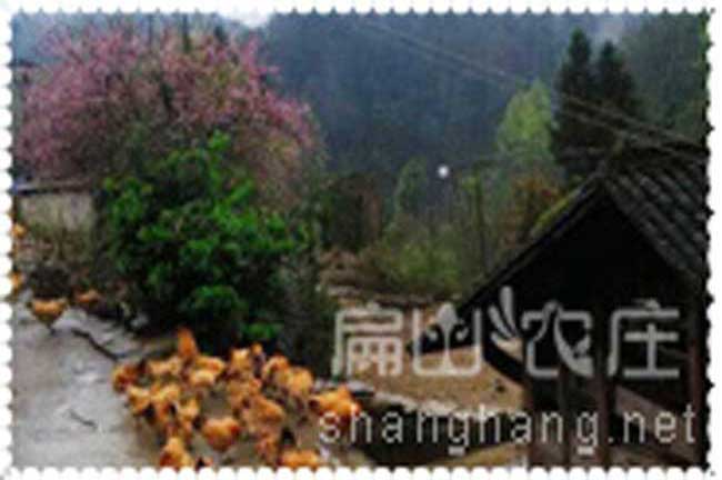 綿陽(yáng)瑤雞苗養殖場(chǎng)