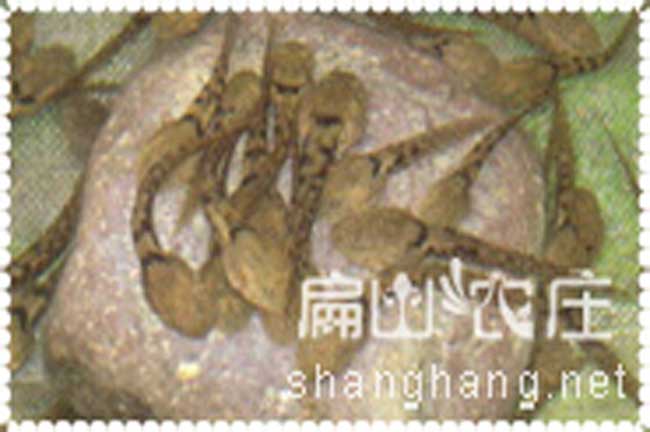 石蛙蝌蚪養殖一個(gè)月