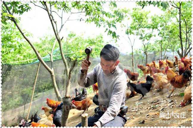 龍巖純生態(tài)養殖土雞