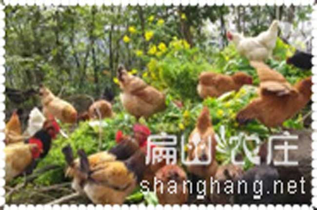 寧德漳州土雞生態(tài)農莊基地