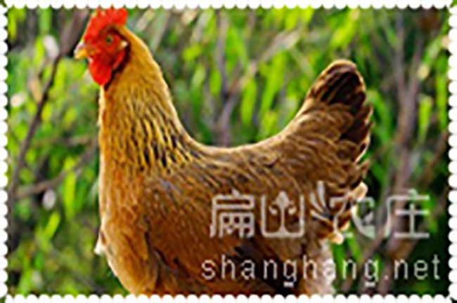 清遠雞多少錢(qián)一斤？
