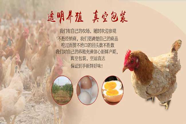 陽(yáng)山雞批發(fā)