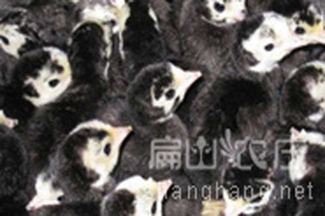 脫溫火雞苗養殖技術(shù)