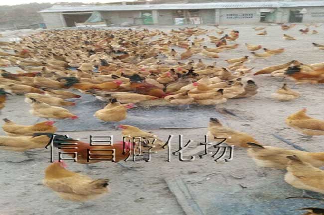 復件 淮南王003.jpg