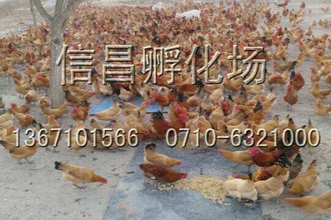 復件 淮南王001.jpg