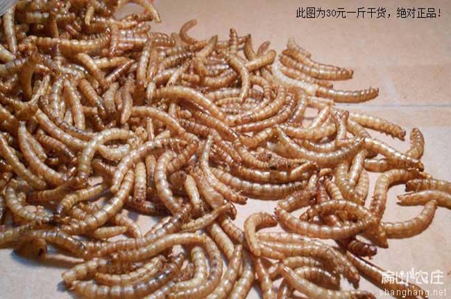 扁山農莊黃粉蟲(chóng)批發(fā)