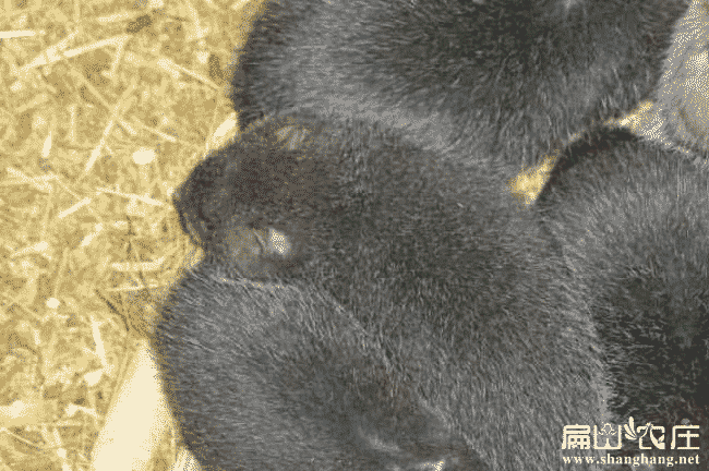 河南花毛T白毛竹鼠養殖基地 河南竹鼠種苗繁殖場(chǎng) 6-8兩/只