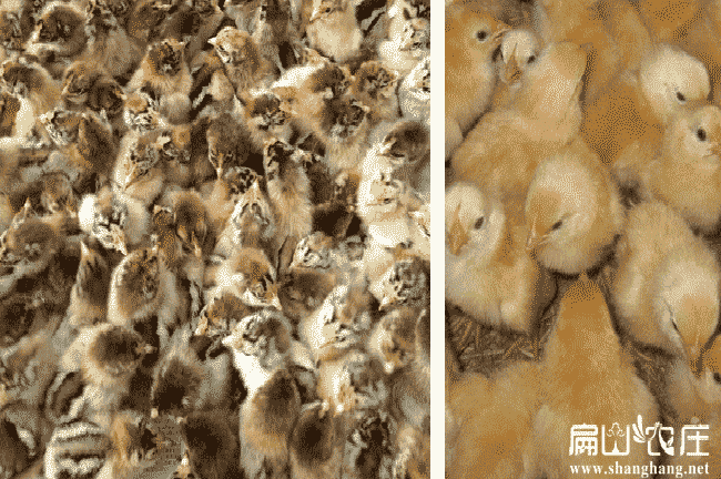 內蒙大中的雞苗批發(fā) 內蒙大中的雞苗批發(fā)