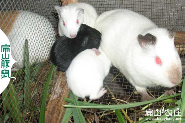 白竹鼠種苗養殖技術(shù)