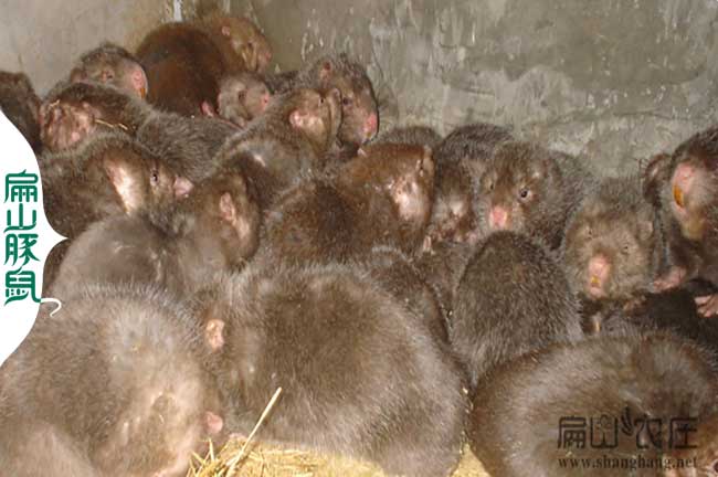 龍巖大中的竹鼠養殖基地