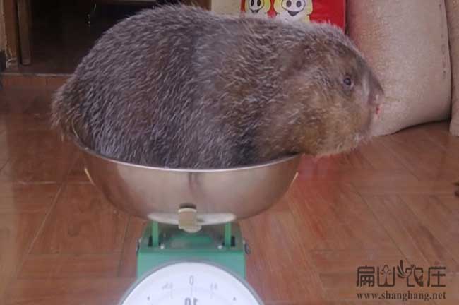 農村竹鼠苗繁殖要點(diǎn)