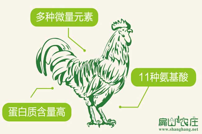 長(cháng)汀河田土雞苗孵化基地 長(cháng)汀河田雞養殖場(chǎng)