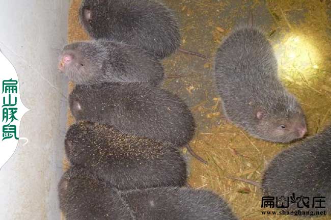 回家創(chuàng  )業(yè)養殖竹鼠