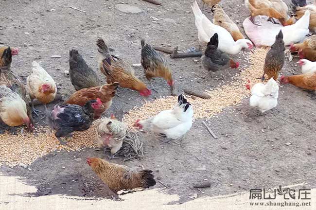 內蒙古大中散養土雞苗孵化 內蒙古大中散養土雞苗孵化