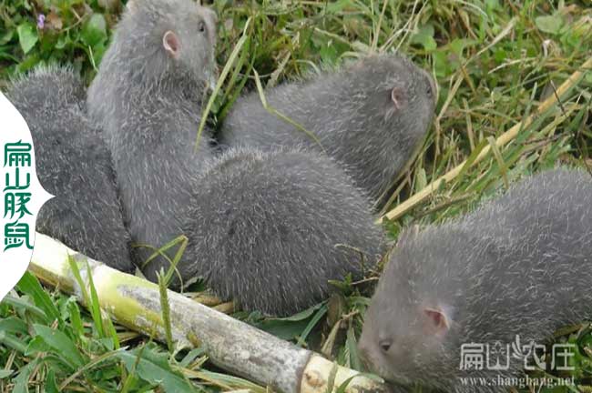 貴陽(yáng)花兔竹鼠種苗批發(fā)