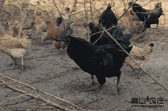 農村土雞烏雞養殖基地