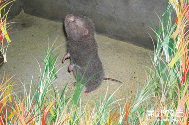 大型賀州竹鼠養殖紅頰基地 冰凍商品白毛種苗場(chǎng) 386元/對