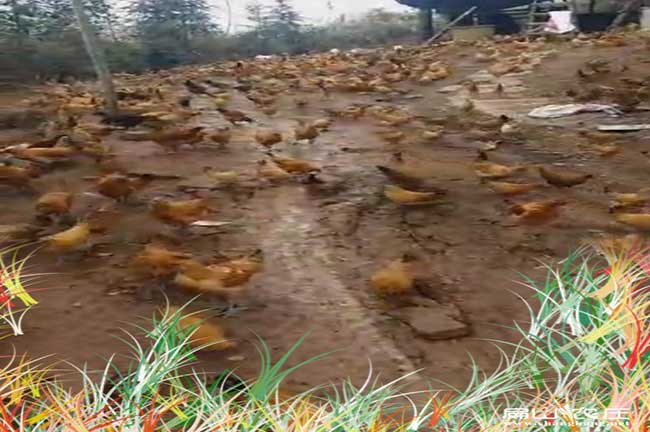 中國大中的散養土雞基地