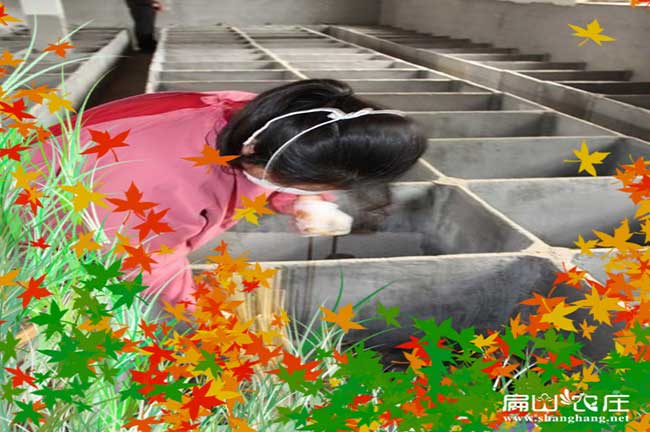 福州大型竹鼠養殖場(chǎng)
