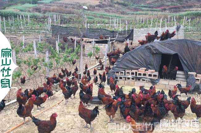 桂林土雞苗批發(fā)價(jià)格