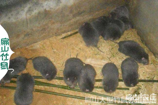 桂林竹鼠養殖合作