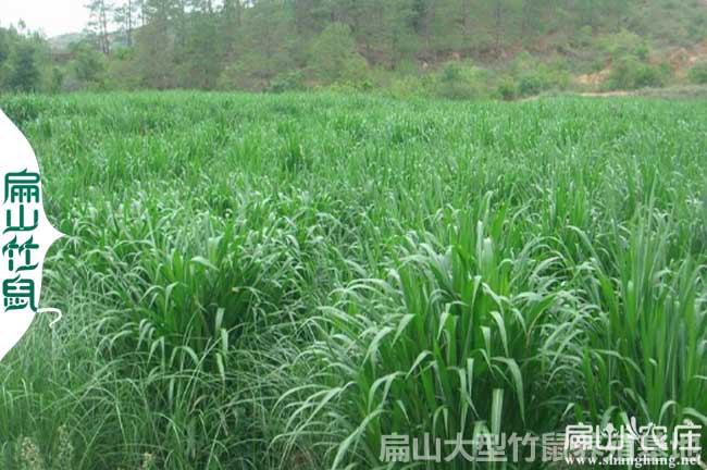 德陽(yáng)皇竹草種植基地