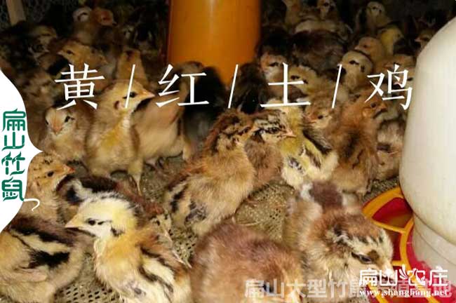 長(cháng)汀土雞苗批發(fā)