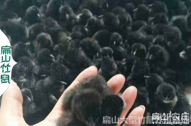 長(cháng)沙烏雞苗批發(fā)