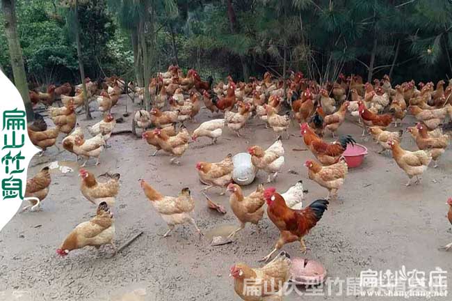 襄陽(yáng)谷城出售養雞廠(chǎng)