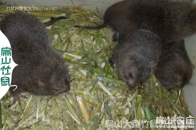 恭城竹鼠種苗價(jià)