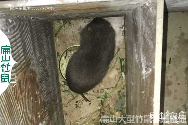 竹鼠種苗多大合適？