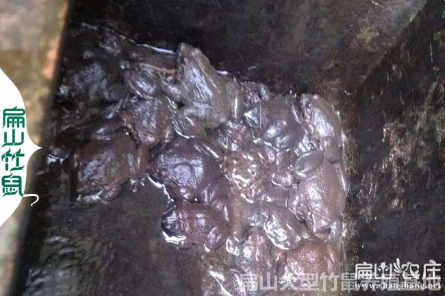 龍巖上杭石蛙養殖