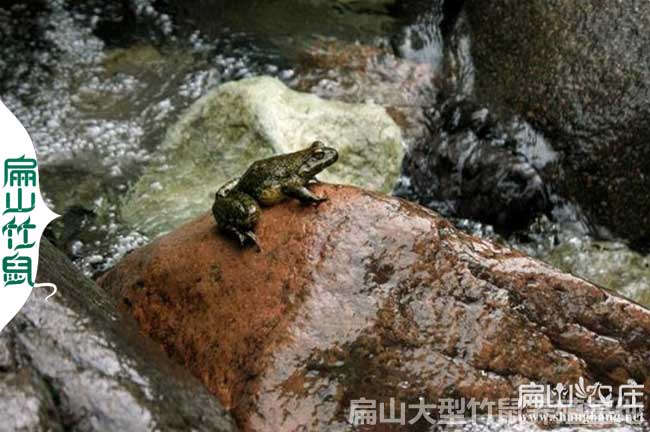 龍巖石蛙養殖技術(shù)培訓