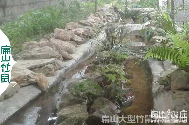 寧德石蛙養殖