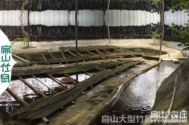 石蛙養殖技術(shù)的關(guān)鍵