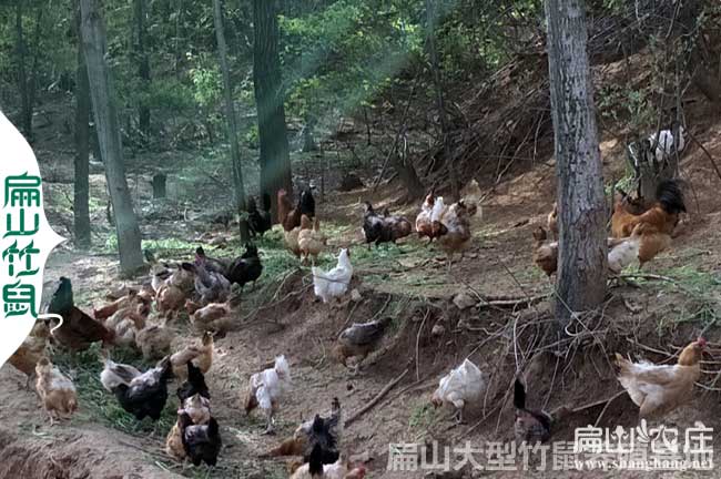 貴陽(yáng)大中的土雞苗孵化基地