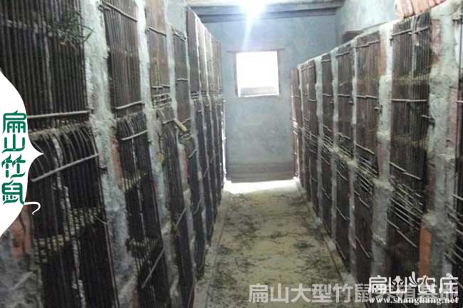 桂林比利時(shí)兔、花兔竹鼠