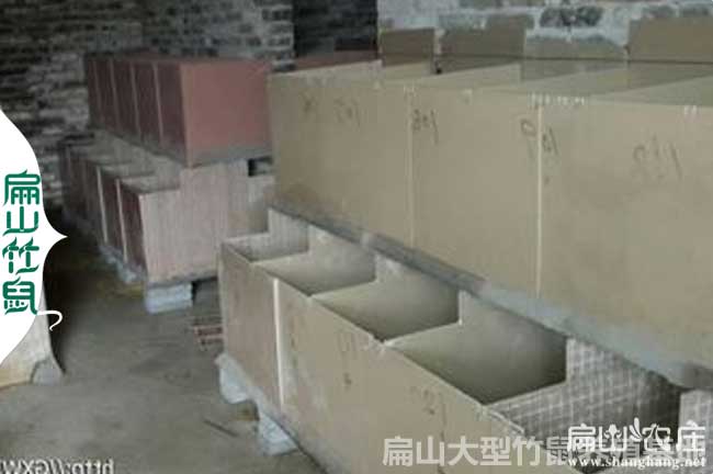 桂林竹鼠粗料和精料怎么搭配？