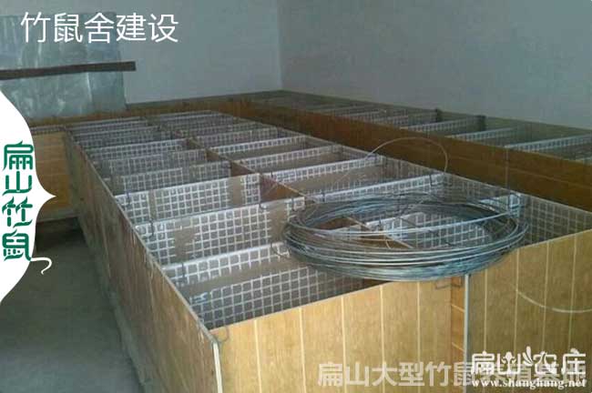 新平面養殖竹鼠池建設