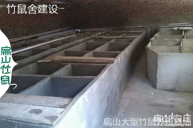 平面養殖竹鼠池的建造